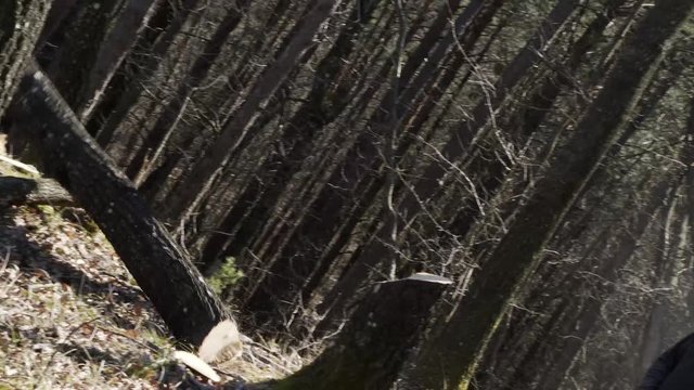 foresta taglio legna