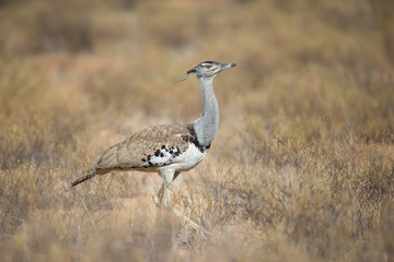 Kori bustard walking in the Kalahari