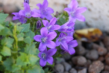Campanule