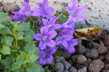 Campanule