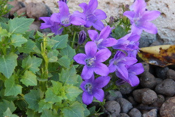 Campanule