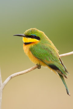 Little Bee-eater