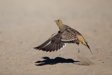 Namaqua Sandgrouse taking off