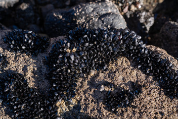 Group of little mussels on the rock close to the sea.