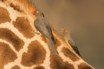Ox-peckers grooming giraffe © Peter
