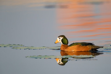 Pygmy goose