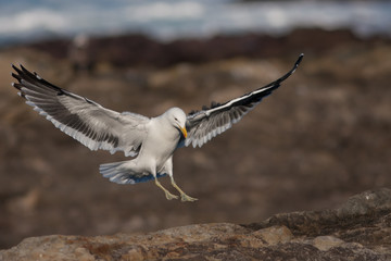 Seagull landing on rocks