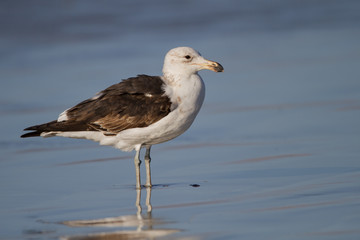 Seagull standing in shallow water