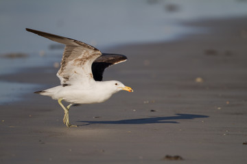 Seagull taking off from beach - Powered by Adobe