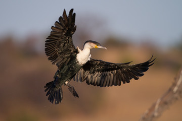 White-breasted cormorant Landing