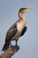 White-breasted cormorant