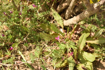 花