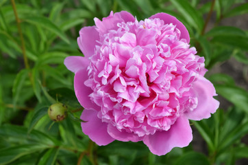 Pink peony on a green background. Blooming peony in the garden. Beautiful pink flower in green leaves.