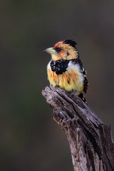 Crested barbet