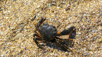 Crab crawls on the beach in the Black Sea