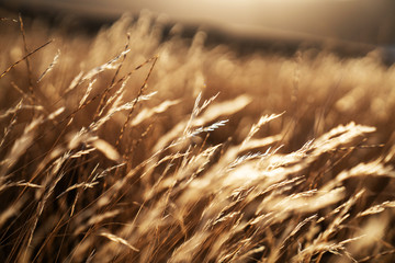 Dried Grass flower in meadow with sun lights.