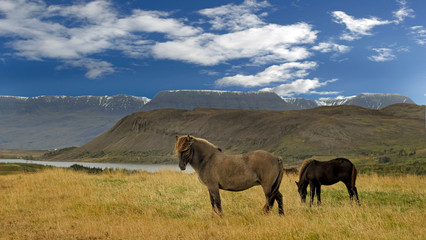 Fototapeta na wymiar Icelandic Horses in landscape 