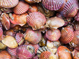 Fresh seafood is on sale in the market
