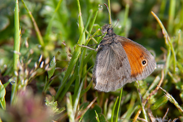 The Small Heath, (Coenonympha pamphilus) photographed in nature.