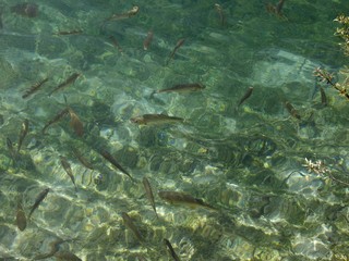 Fototapeta premium Fische im Nationalpark Plitvicer Seen in Kroatien