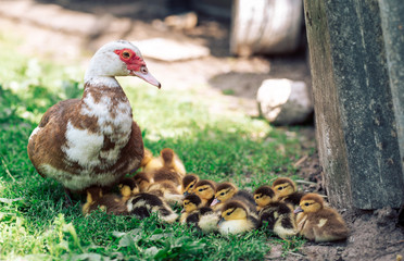 Muscovy duck and her of ducklings on a traditional farm