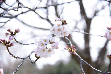 桜