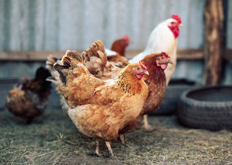 Farm hens with focus on first hen