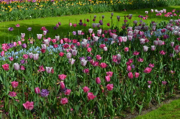 Top view of many vivid pink and white tulips in a garden in a sunny spring day, beautiful outdoor floral background photographed with soft focus