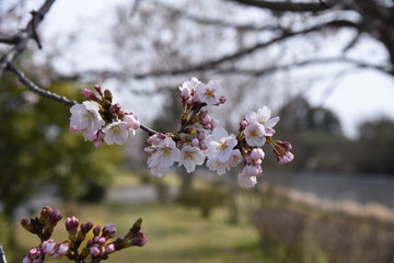 桜