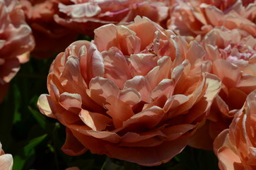 Top view of many delicate vivid orange tulips in a garden in a sunny spring day, beautiful outdoor floral background photographed with soft focus