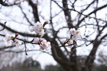 桜