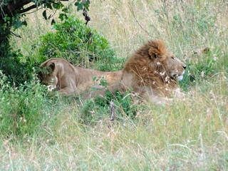Panthera leo melanochaita