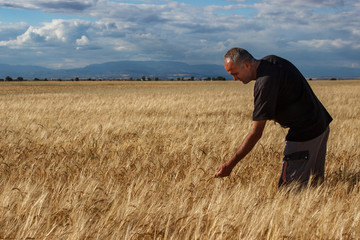 Farmer taking a golden ear of wheat in the wheat field.