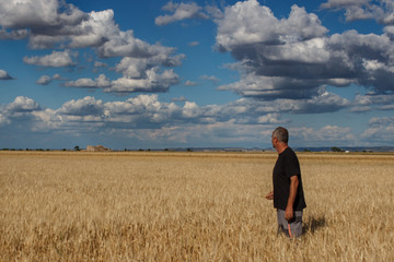 Naklejka na ściany i meble Farmer watching the golden wheat harvest in the grain field.