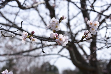 桜