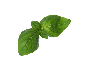 Fresh green basil leaves isolated on white