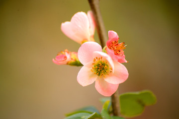 淡いピンク色の梅の花