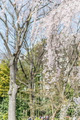 東京都文京区駒込の日本庭園のの満開のしだれ桜