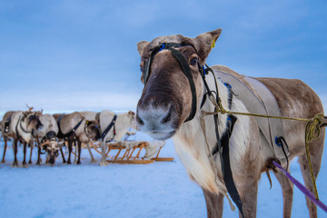 herd of horses on the beach