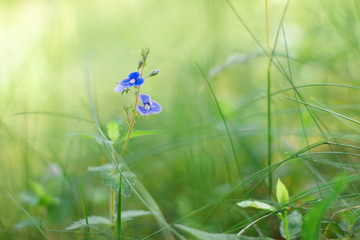 Small blue flowers on gentle blue and turquoise background outdoors  macro. Spring summer tender floral blurred background. Soft focus. Free space for text