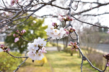 桜
