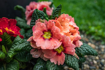 orange primrose in full bloom
