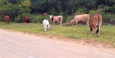 Cattle Eastern Cape South Africa