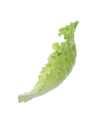 Leaf of fresh green lettuce isolated on white