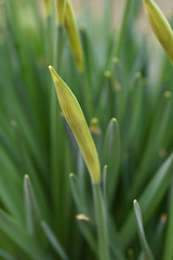 Obraz premium makro13