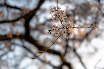 Cherry blossom in spring, Japan.