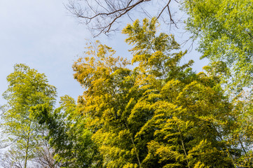東京都文京区駒込の日本庭園の竹林