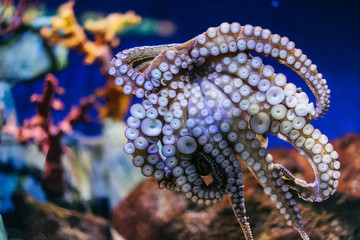 Close up view octopus on background blue sea aquarium coral. Devilfish poulpe stuck sucker to glass in oceanarium museum, blur mockup, sea showcase seafood restaurant