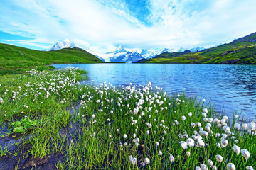Nice view of flowers eriophorum sheuchzeri near the lake. Swiss Alps, Europe. Wetterhorn,...