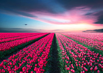 fabulous stunning magical spring landscape with a tulip field on the background of a cloudy sky at sunset in Holland. Charming places.